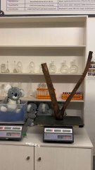 "Weighing A Koala Can Be Quite An Adventure Its Amazing How They Stay So Chill Follow For More"....!!