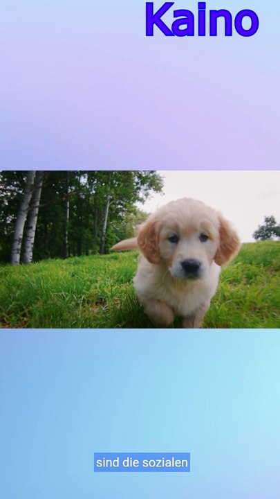 Golden Retriever Fakten