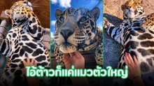เสือจากัวร์ จากความเกรงขามสู่ความตะมุตะมิ ตัวอ้วนตุ๊บ