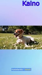 Jack Russell Terrier Fakten