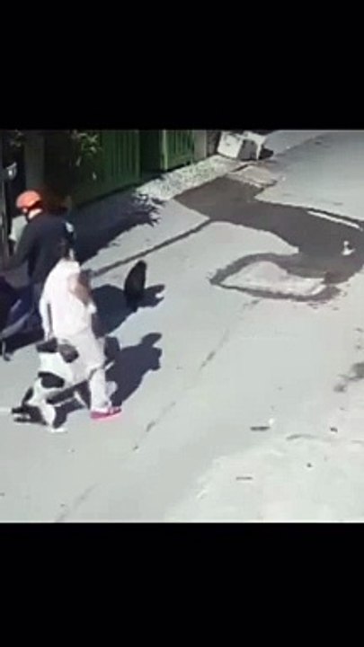Street dogs attack on girl