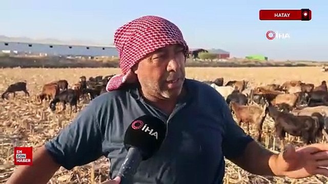 Hatay'da çobanların kavurucu sıcakta zorlu mesaisi