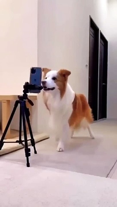 DOG SELFI