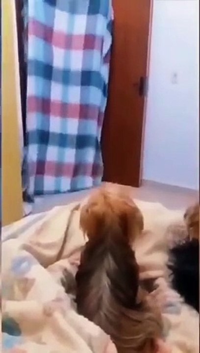 dOG funny  video