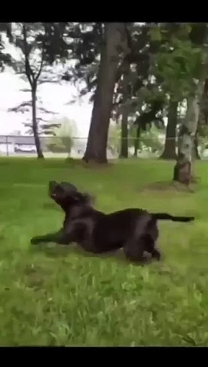 DOG FUNNY SHOT