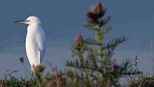 The Little Egret: Close Up HD Footage (Egretta garzetta)