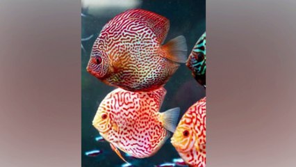 Fish Aquerium Diff.types Of Birds Jungle & many More Cool YourSelf