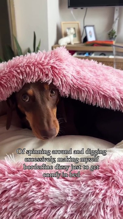 Nest Pet Sofa Bed  Calming Cat & Dog Cave Bed  Washable & Stylish Pet Bed UK (2)