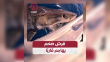 قرش ضخم يهاجم قارباً