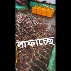 SEA FISHES