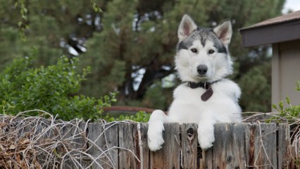 Ain : mort d’un nourrisson de 5 jours après une morsure à la tête par le husky de sa grand-mère