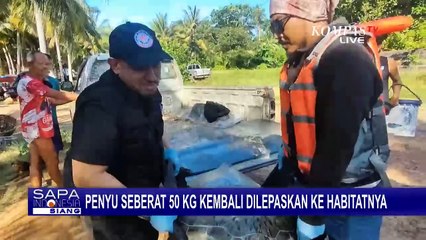 Penyu Seberat 50 Kg yang Terdampar di Pangkalpinang Kembali Dilepaskan ke Laut