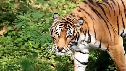 Siberian Tiger The Ultimate Hunters  Wild Russia