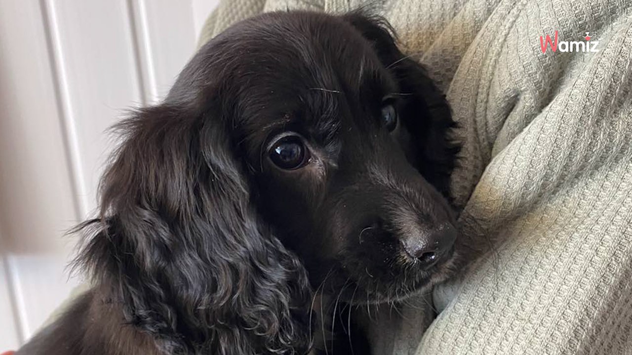 Avec ses six pattes et ses deux vulves, cette chienne est loin de passer inaperçue