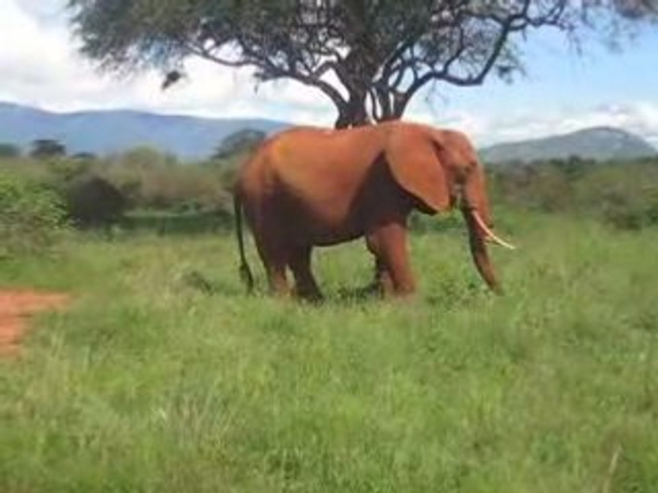 Elephant mange