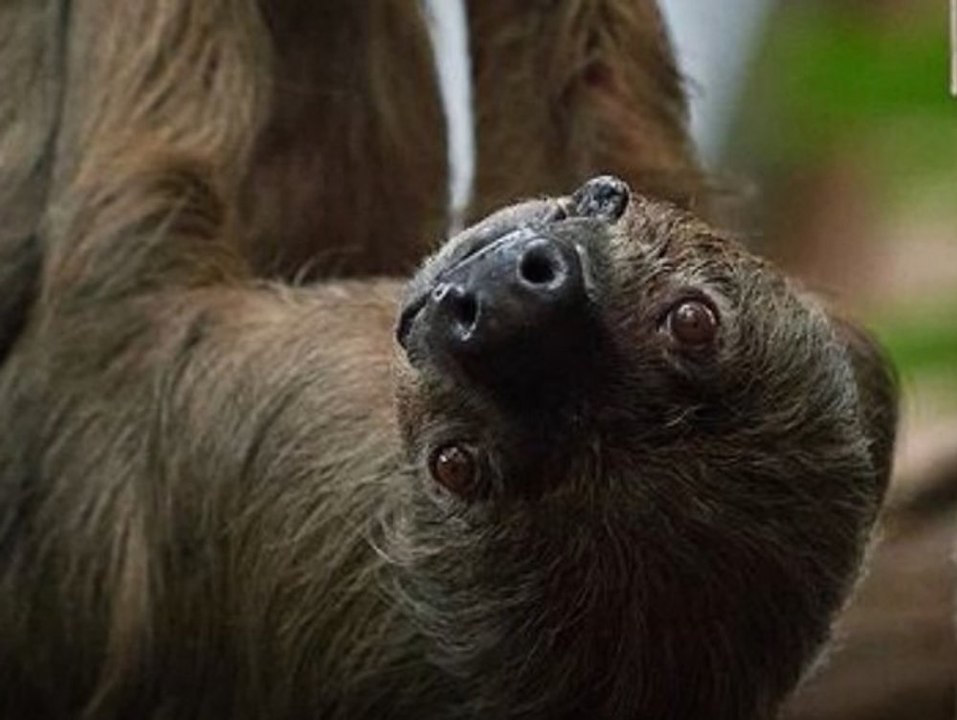 Weltrekord-Faultier Jan mit 52 Jahren verstorben