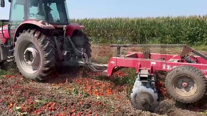 Domates toplama maliyetini bile karşılamayınca tarlasını sürmek zorunda kaldı