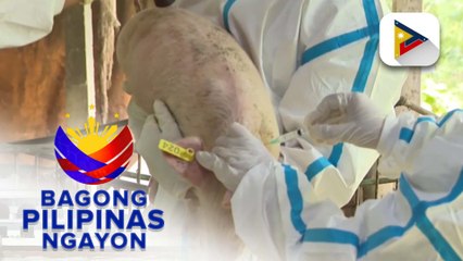 Department of Agriculture, sinimulan na ang roll-out ng ASF vaccines sa Lobo, Batangas