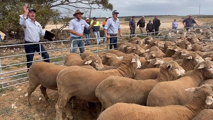 Karoonda sheep sale | Stock Journal