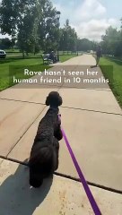 Ce chien reconnait un vieil ami qu'il n'a pas vu depuis des mois... adorable