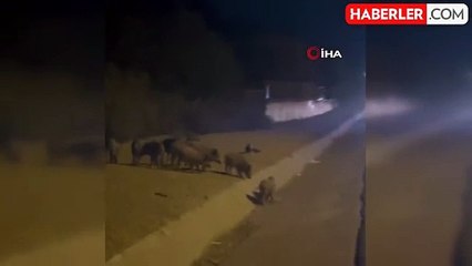 Eyüpsultan'da domuz sürüsü yol kenarına indi