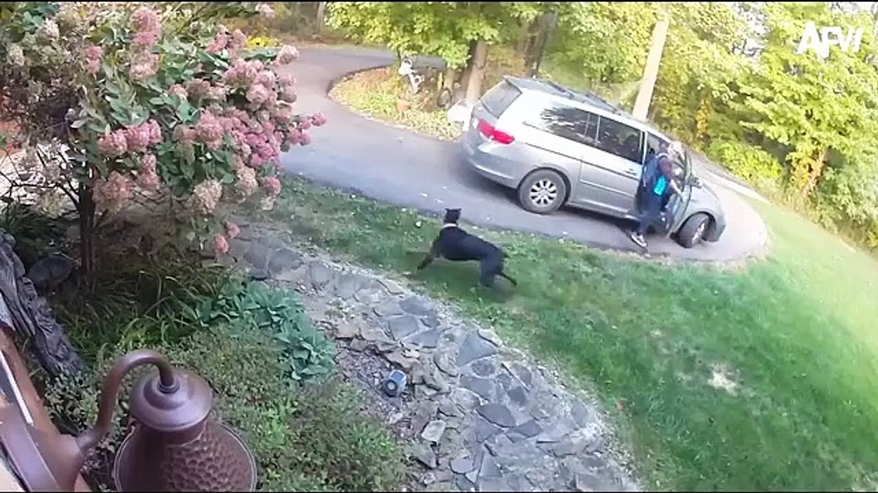 Good_Boys_Being_Bad_Dogs__Best_National_Dog_Day_Fails.