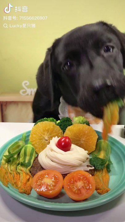 Dog enjoying his Launch