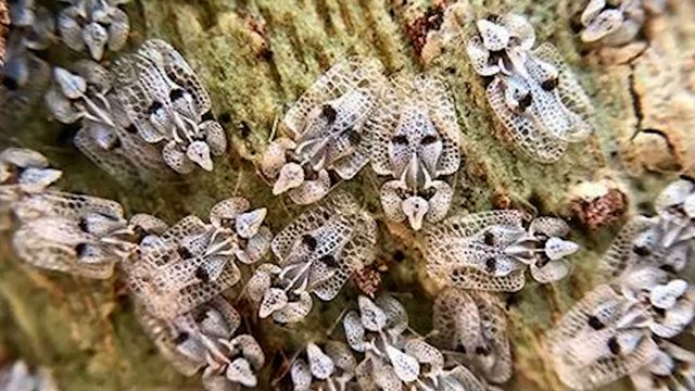 Tigre du platane : c'est quoi ce petit insecte qui pique les Franciliens cet été ?