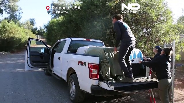 États-Unis : neuf coyotes orphelins relâchés dans une réserve du Nevada