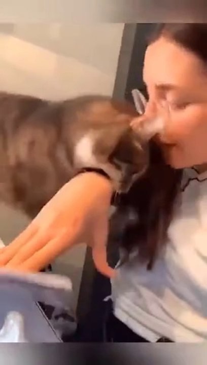 cat funny video