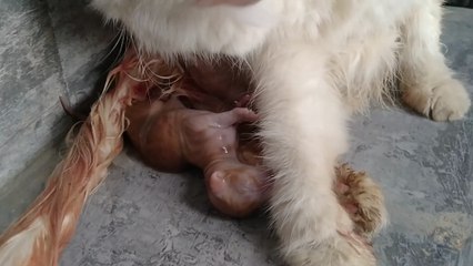 Helping Mom Cat To Deliver Her Kitten