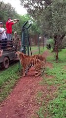 Tiger catch meat
