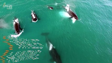 Humpback Whales Have Learned to Make Bubble Nets to Catch Krill