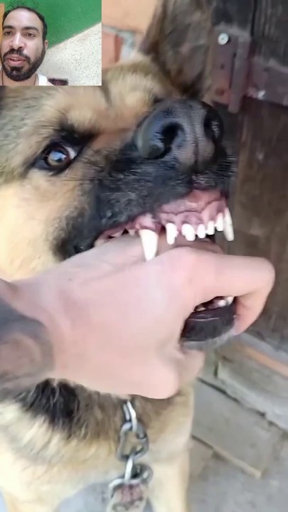 A person who is not afraid of dogs.Une personne qui n'a pas peur des chiens
