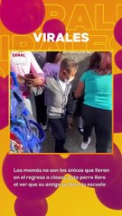 Las mamás no son las únicas que lloran en el regreso a clases, este perro lloro  al ver que su amigo se iba a la escuela