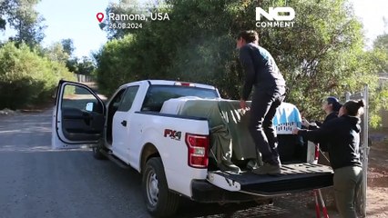 California: rimasti orfani in natura, nove coyote allattati e rimessi in libertà