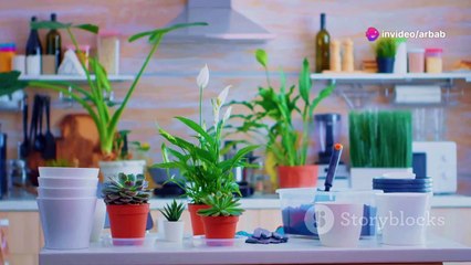 invideo-ai-720 Transform Your Space with Indoor Plants! 2024-07-05