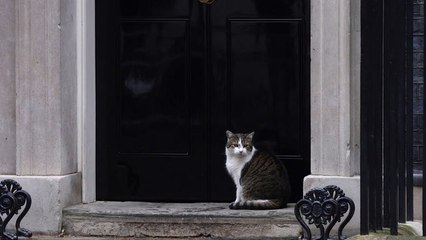 Downing Street officials draw up plans for announcing death of Larry the cat in similar manner to Queen Elizabeth II