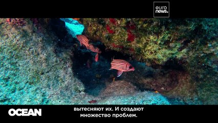 "Как лесные пожары в засуху". Эксперты предупреждают об опасности морских тепловых волн