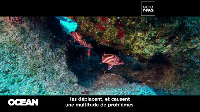 A Chypre, les canicules marines et leurs effets dévastateurs sur les écosystèmes marins