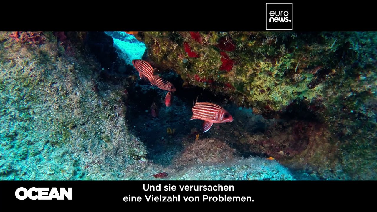 Marine Hitzewellen: Welche Folgen zu warmes Wasser auf das Ökosystem vor Zypern hat