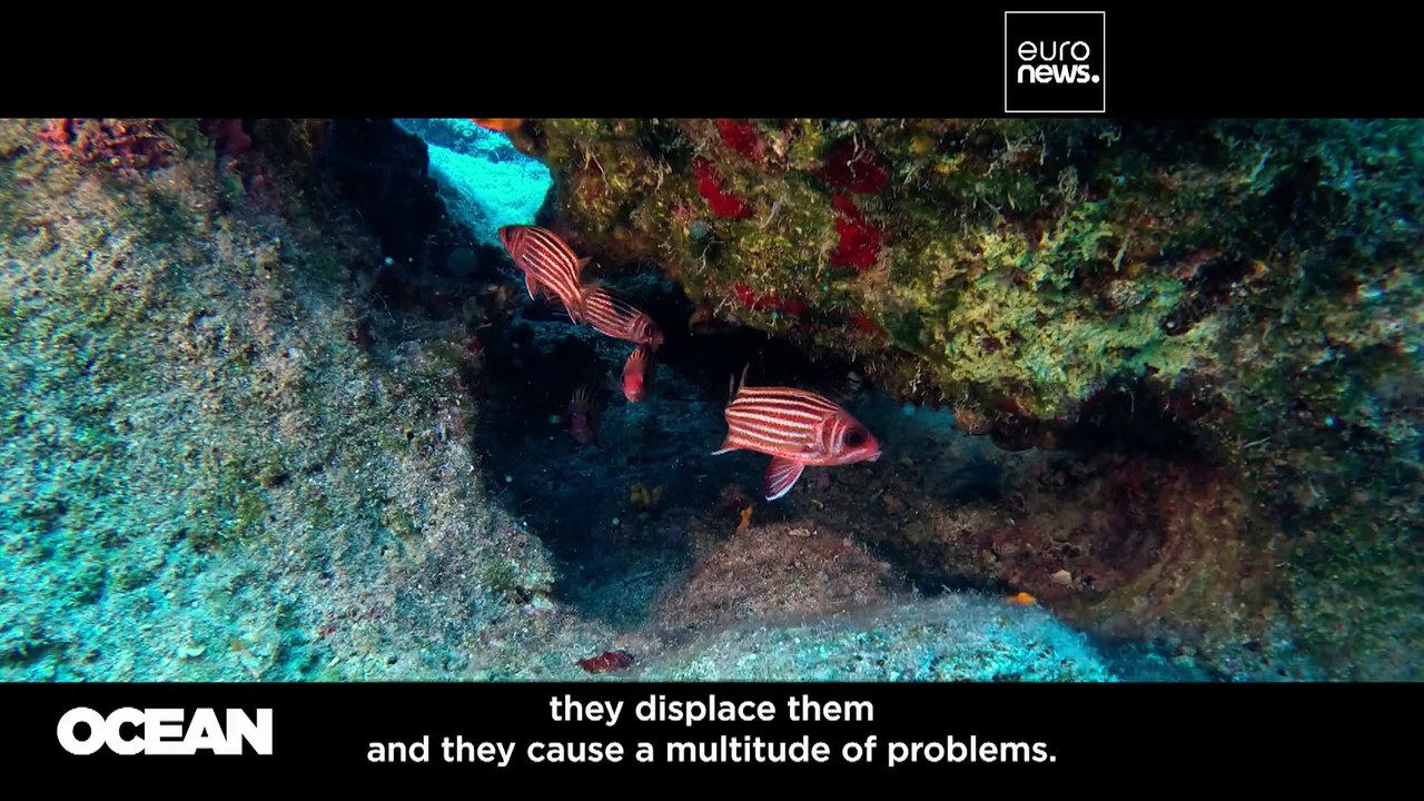 Marine heatwaves 'spreading like wildfires,' warn experts