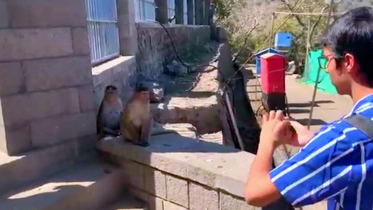 Funny Pets Compilation: Cute Animal Moments & Hilarious Animal Fails