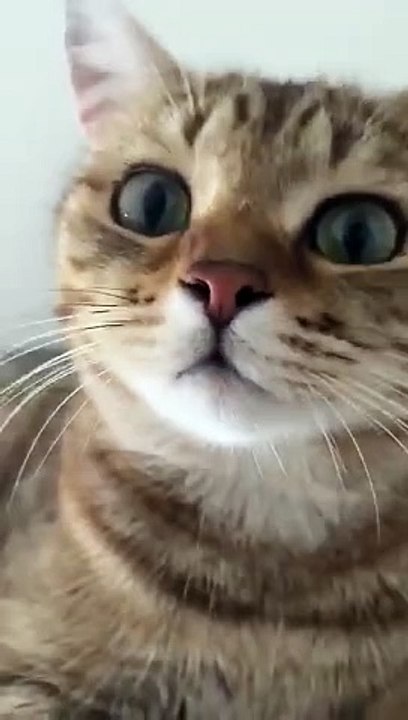 Kitten meowing to attract cats