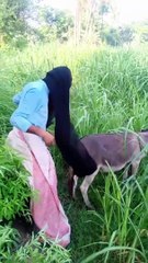 Are O Naade Ghadhi ko bhi nahi CHODA na re