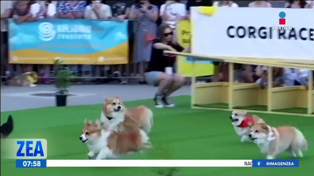Realizan carrera de perritos corgi en Vilna, Lituania