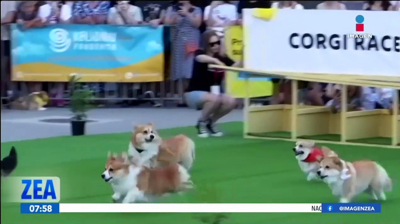 Realizan carrera de perritos corgi en Vilna, Lituania