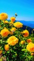 Amazing flowers video | Nature 4k video