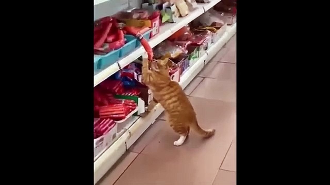 The Funniest Animal Videos of 2024 make you laugh  Funny DOGS and CATS videos  _2024 Part 141(360P)