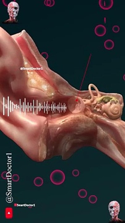 How Do We Hear? | Hearing Mechanism  . . . . #anatomy #earring #ear #anatomie #أذن #oído #कानाराम #耳 #귀여워 #orelha #ухо #ಕಿವಿ #耳刀 #گوش #אוזן #kulak #øre #ohrid #oreiller #Aure #hearing  #anatomy #pregnancy #pregnant #hearing #hearingloss  #soundwaves